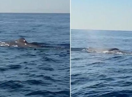Alanya’da Şaşırtan An: Balina Deniz Y&uuml;zeyinde G&ouml;r&uuml;nt&uuml;lendi!