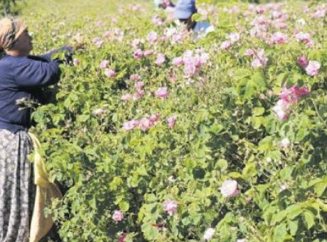 Isparta’nın G&uuml;l Bah&ccedil;eleri: D&uuml;nya G&uuml;l Yağının Y&uuml;zde 65’ini &Uuml;retiyor!