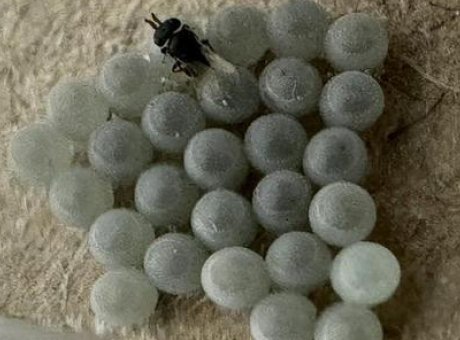 Karadeniz’de Doğanın Dengeleyicileri: Samuray Arıları 22 Haziran’da Salınıyor!