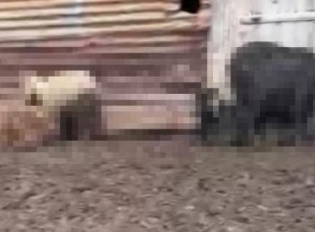 K&uuml;&ccedil;&uuml;kbaş Hayvanlarda Gizemli &Ouml;l&uuml;m: 76 Baş Hayvan Bir Anda Telef Oldu!