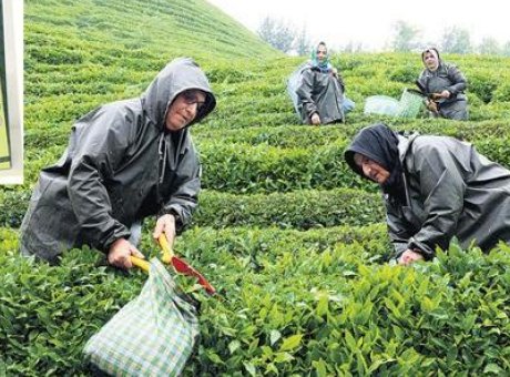 Rize’de &Ccedil;ay Kalitesinde Devrim: İyi Tarım Uygulamaları ile S&uuml;rd&uuml;r&uuml;lebilir Gelecek