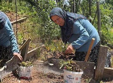 Sosyal Medya İlhamıyla Girişimci Oldu: Salep Orkidesi Yetiştiriyor!