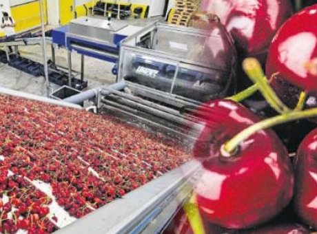 T&uuml;rk Kirazı &Ccedil;in’e U&ccedil;uyor: D&uuml;nya Pazarında Yeni D&ouml;nem Başlıyor!