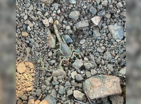 Afyonkarahisar’da Akrep Sokması Şoku: Bah&ccedil;e &Ccedil;alışanı Hastanelik Oldu!