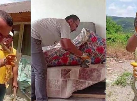 Amasya’da Yılan Panik Yaratırken, Kahraman Gen&ccedil; Farklı Bir Y&ouml;ntemle Yakalandı!