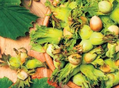 Fındık &Uuml;reticilerinin G&ouml;zdesi: 300 TL Beklentisi ve Rekolte Artışı