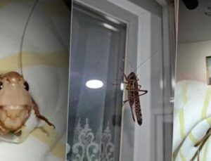 “İstanbul’da &Ccedil;ekirge Korkusu: Ger&ccedil;ekten İstilacı mı, Yoksa Yanlış Alarm mı?”