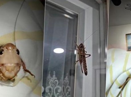 “İstanbul’da &Ccedil;ekirge Korkusu: Ger&ccedil;ekten İstilacı mı, Yoksa Yanlış Alarm mı?”