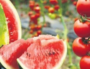 İstanbul&rsquo;da Yazın Vazge&ccedil;ilmezi: Karpuz ve Domates Satışları Şaha Kalktı!