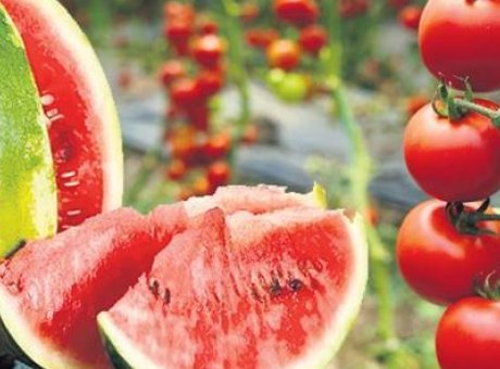 İstanbul&rsquo;da Yazın Vazge&ccedil;ilmezi: Karpuz ve Domates Satışları Şaha Kalktı!