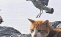 İstanbul’un Martıları Artık Miyavlıyor: Kedi Maması ile Hayatta Kalma M&uuml;cadelesi