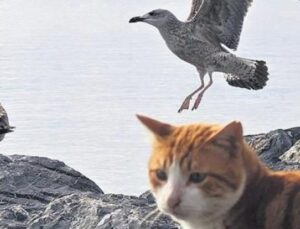 İstanbul’un Martıları Artık Miyavlıyor: Kedi Maması ile Hayatta Kalma M&uuml;cadelesi