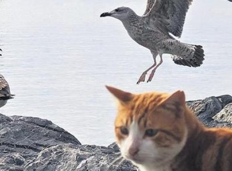 İstanbul’un Martıları Artık Miyavlıyor: Kedi Maması ile Hayatta Kalma M&uuml;cadelesi