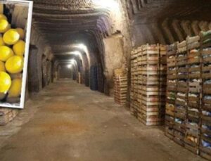 Kapadokya&rsquo;nın Sırrı: Limonlar Neden Yatarak Olgunlaşıyor?