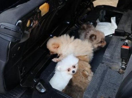 Kapıkule’de Yasa Dışı Taşıma: 5 Pomeranian Yavrusu Kurtarıldı!