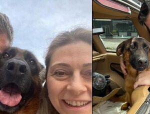 Kayıp K&ouml;pek İ&ccedil;in Şok &Ouml;d&uuml;l: 100 Bin Lira Aranıyor!