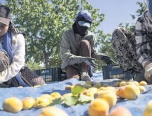 Kayısı Hasadı Hızla Devam Ediyor: 9 Milyon Ağa&ccedil;ta Hangi Y&ouml;ntemler Kullanılıyor?