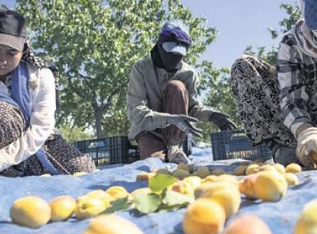 Kayısı Hasadı Hızla Devam Ediyor: 9 Milyon Ağa&ccedil;ta Hangi Y&ouml;ntemler Kullanılıyor?