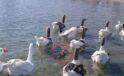 Kazların Destanı: Erdek’te Sevgiyi ve Dayanışmayı Sembolize Eden Şaşırtıcı Hikaye