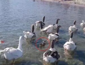 Kazların Destanı: Erdek’te Sevgiyi ve Dayanışmayı Sembolize Eden Şaşırtıcı Hikaye