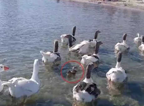Kazların Destanı: Erdek’te Sevgiyi ve Dayanışmayı Sembolize Eden Şaşırtıcı Hikaye