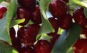 Kiraz Yedikten Sonra Gelen Felaket: &Ccedil;iftin &Ouml;l&uuml;m&uuml; Derin Soru İşaretleri Bıraktı