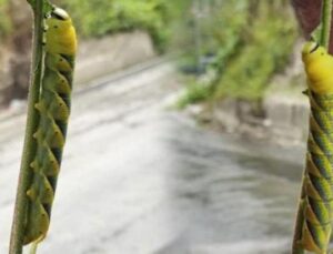 Rize’de Şaşırtan Keşif: 13 Santimetreye Ulaşan Tırtıl Endişe Yarattı!