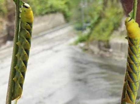 Rize’de Şaşırtan Keşif: 13 Santimetreye Ulaşan Tırtıl Endişe Yarattı!