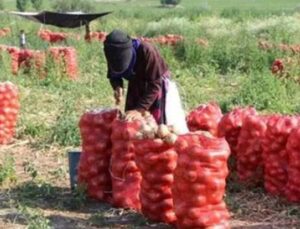 Soğan Fiyatları Patladı: &Ccedil;ift&ccedil;iden Şok Ekim Azalması!