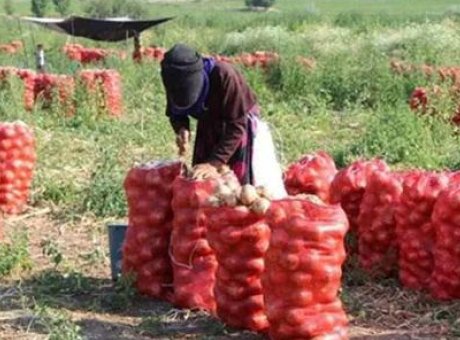 Soğan Fiyatları Patladı: &Ccedil;ift&ccedil;iden Şok Ekim Azalması!
