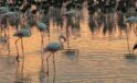 Tuz G&ouml;l&uuml;’nde Tarihi Rekor: 12.800 Yavru Flamingo Hayata Merhaba Dedi!