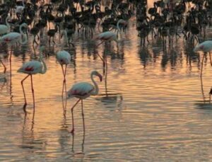 Tuz G&ouml;l&uuml;’nde Tarihi Rekor: 12.800 Yavru Flamingo Hayata Merhaba Dedi!