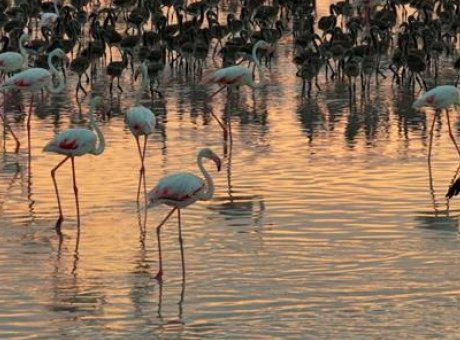 Tuz G&ouml;l&uuml;’nde Tarihi Rekor: 12.800 Yavru Flamingo Hayata Merhaba Dedi!