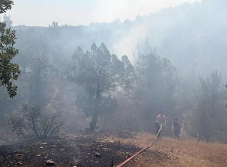 Bursa Ormanında Korkutan Yangın: Hızla Kontrol Altına Alındı!