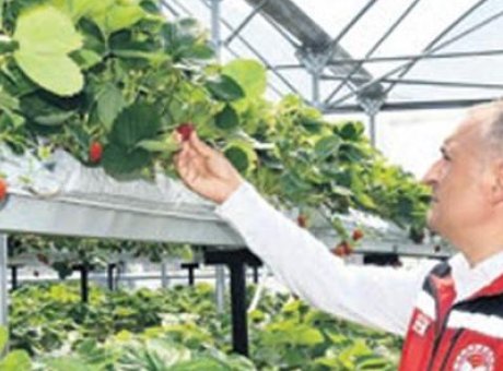 Fındıktan &Ccedil;ileğe: Ordu’da &Ccedil;ilek &Uuml;retimi Patlama Yaşıyor!