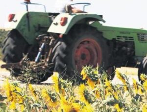 Kuraklık Korkusu Giderildi: Ay&ccedil;i&ccedil;eği Hasadında Rekor Beklentisi