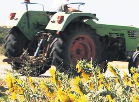 Kuraklık Korkusu Giderildi: Ay&ccedil;i&ccedil;eği Hasadında Rekor Beklentisi