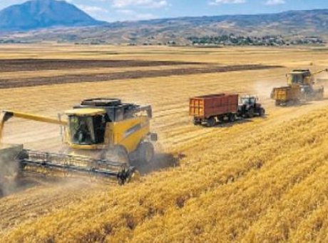 Rekor Buğday &Uuml;retimi Piyasaları Şaşırttı: Karadeniz Krizi Fiyatları Y&uuml;kseltiyor!
