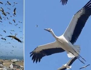 Sonsuz G&ouml;ky&uuml;z&uuml;nde Dans: Hatay&rsquo;da Leyleklerin B&uuml;y&uuml;leyici G&ouml;&ccedil;&uuml;