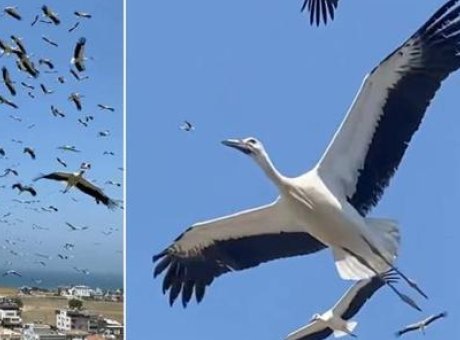 Sonsuz G&ouml;ky&uuml;z&uuml;nde Dans: Hatay&rsquo;da Leyleklerin B&uuml;y&uuml;leyici G&ouml;&ccedil;&uuml;