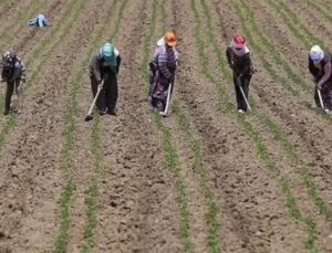 Tarımda Dijital Devrim: &Ccedil;ift&ccedil;ilerin İnternet Kullanımı Y&uuml;zde 86&rsquo;ya Ulaştı!