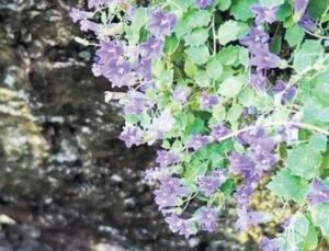 T&uuml;rkiye&rsquo;nin Flora Haritasında Devrim: 13 Yeni Bitki T&uuml;r&uuml; Tanımlandı