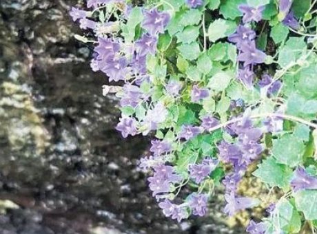 T&uuml;rkiye&rsquo;nin Flora Haritasında Devrim: 13 Yeni Bitki T&uuml;r&uuml; Tanımlandı