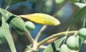 Zeytin Hasadında Tarihi Rekor: Manisa ve İzmir Zirvede!