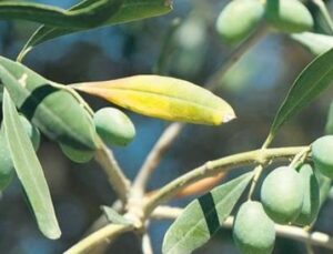 Zeytin Hasadında Tarihi Rekor: Manisa ve İzmir Zirvede!