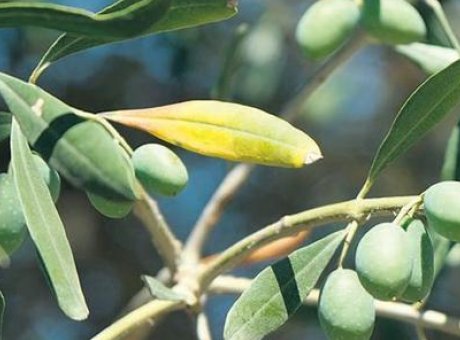 Zeytin Hasadında Tarihi Rekor: Manisa ve İzmir Zirvede!